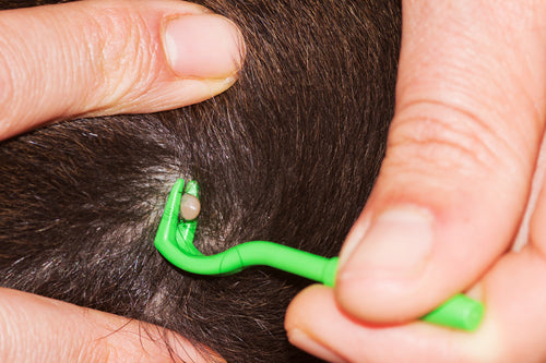 What To Do When You Find A Tick On Your Dog