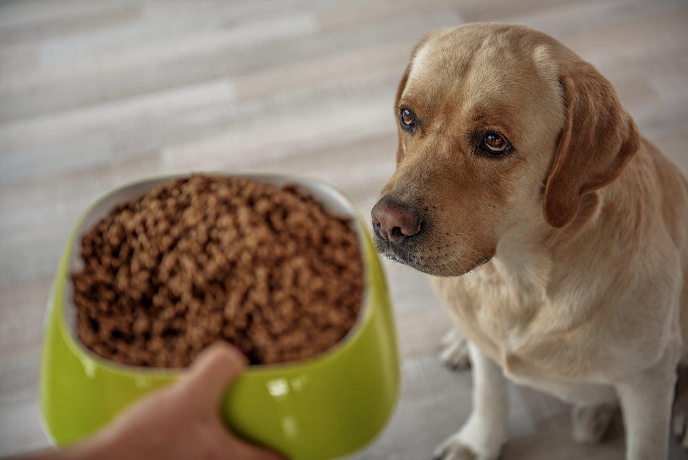 What To Do When Your Dog Vomits Doggie Solutions