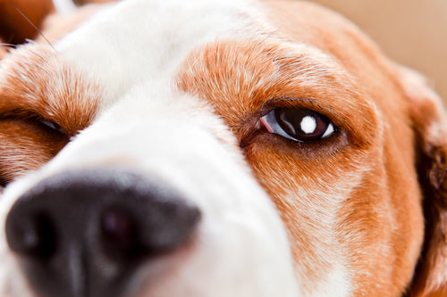 5 Weird But True Scientific Facts About Dogs