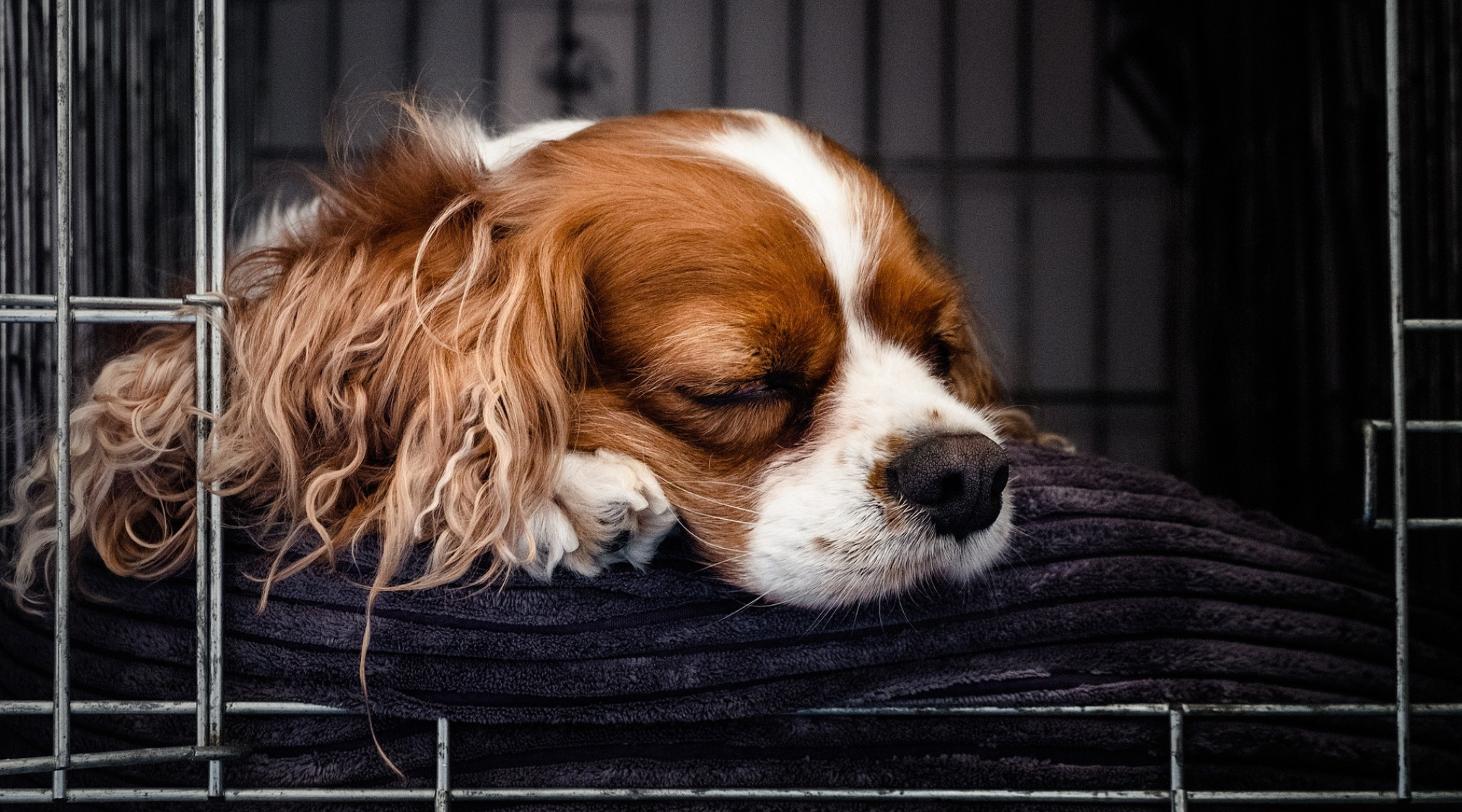 Types of dog clearance crates