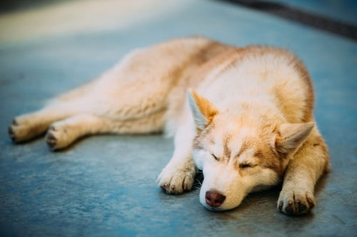 The key to a good night's sleep for your dog.