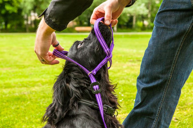 Dog Head Collar and Dog Training Leads Doggie Solutions