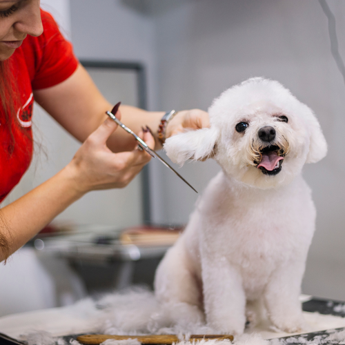 Grooming Essentials: Top Tips on Dog Grooming!