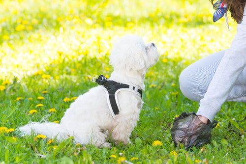 5 Essential Dog Park Safety Tips