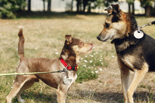 Can Little Dogs And Big Dogs Get Along?