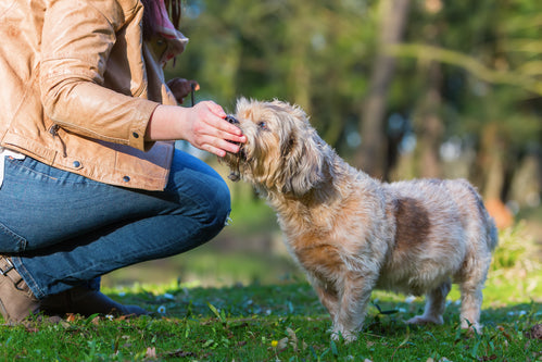5 Easy Scent Games To Play With Your Dog
