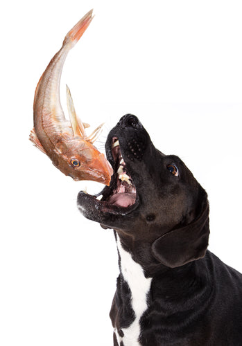 What You Should Know About Omega-3 Fatty Acids For Dogs
