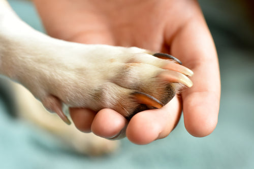 How To Care For Your Dog's Nails