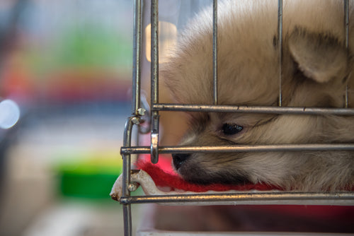 How To Prepare Your Dog For Holiday Guests
