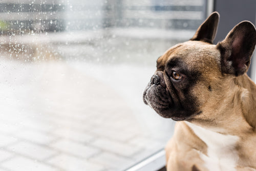 How To Help Your Dog Overcome Separation Anxiety