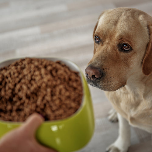 What To Do When Your Dog Vomits