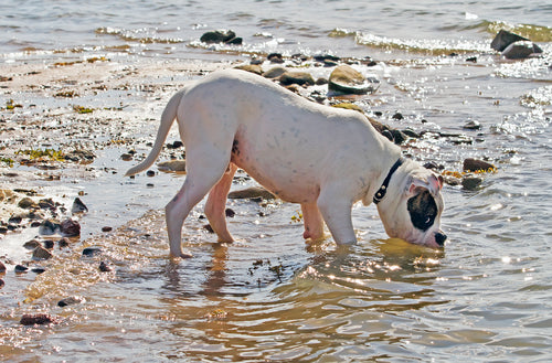 Does Your Dog Drink Enough Water?