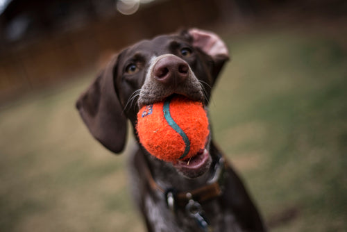 When Is It Ok To Let Your Dog Off-Lead?