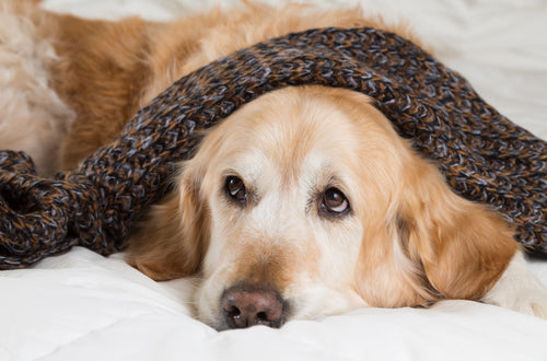 Canine Influenza Virus: Should You Worry?