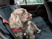 Drivers Ignore the Dangers of Unrestrained Dog Car Travel