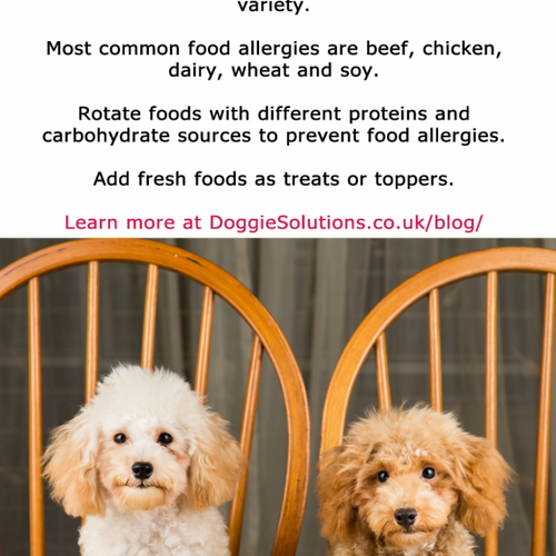 Dog Nutrition Basics: How To Feed Your Dog To Better Their Health