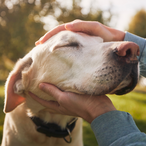 Training an Older Dog: Overcoming Separation Anxiety with Effective Techniques