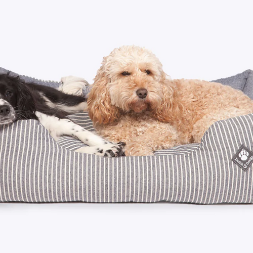 Choosing the right dog bed | Doggie Solutions 