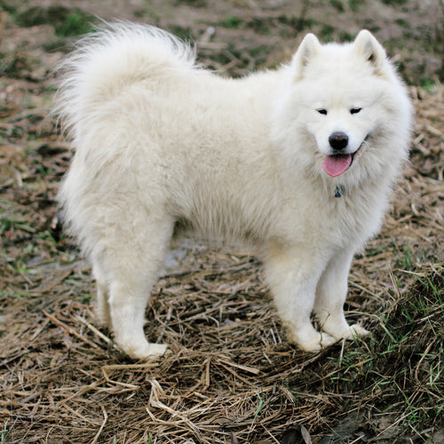 How To Keep Your White Dog's Fur Clean And Bright