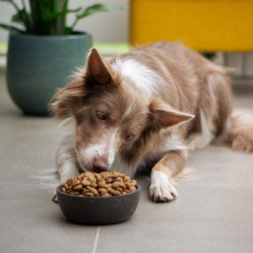The Ultimate Guide to Choosing the Right Food for Your Dog or Puppy