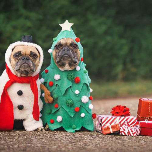 Happy Holla-days from Santa-Paws…