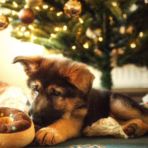 A Pawsitively safe and happy Christmutts