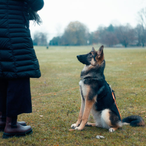 A Beginner's Guide To Clicker Training