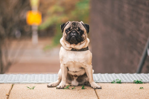 8 Dog Breeds That Adapt Well To Apartment Living