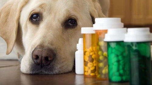 Tips for getting your dog to take their pills.