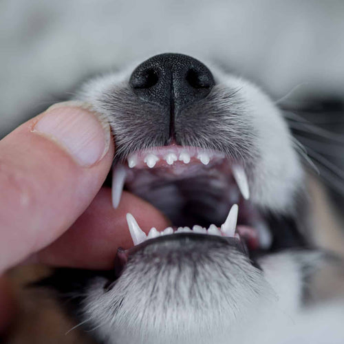 Your Puppy's Teeth During Their First Year