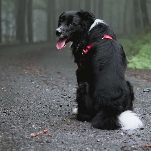 How To Walk Your Dog Safely At Night