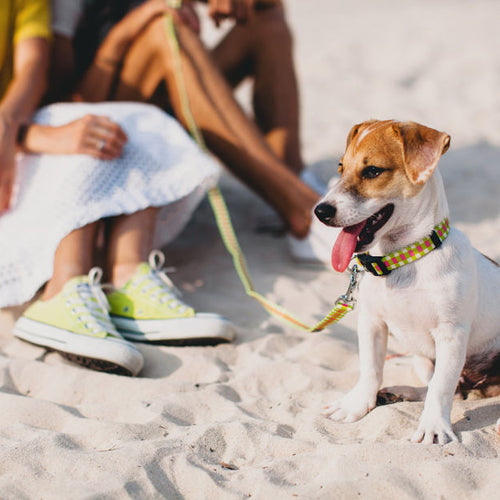 Cool activities for you and your dog this summer!