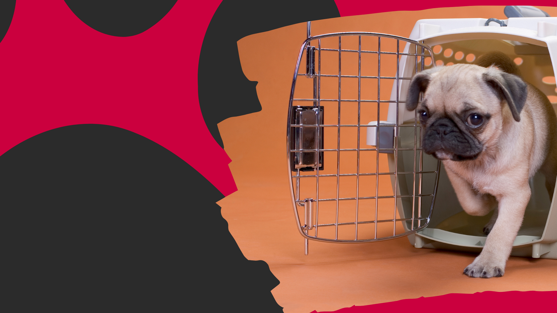 Treat your pooch