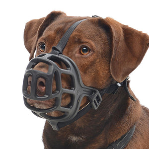 Dog Muzzled