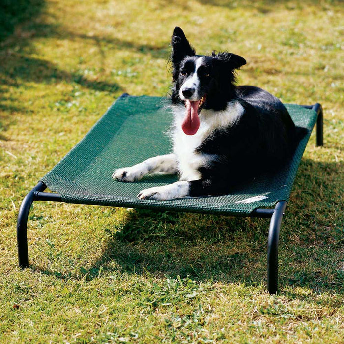 Coolaroo Raised Dog Beds Air Flow Keep Dogs Cool Doggie Solutions