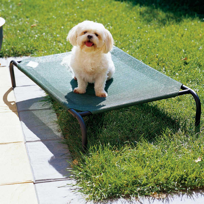 Coolaroo Raised Dog Beds Air Flow Keep Dogs Cool Doggie Solutions